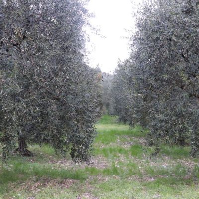 entreprise_et_decouverte_moulin_richard_oliveraie-moulin-richard